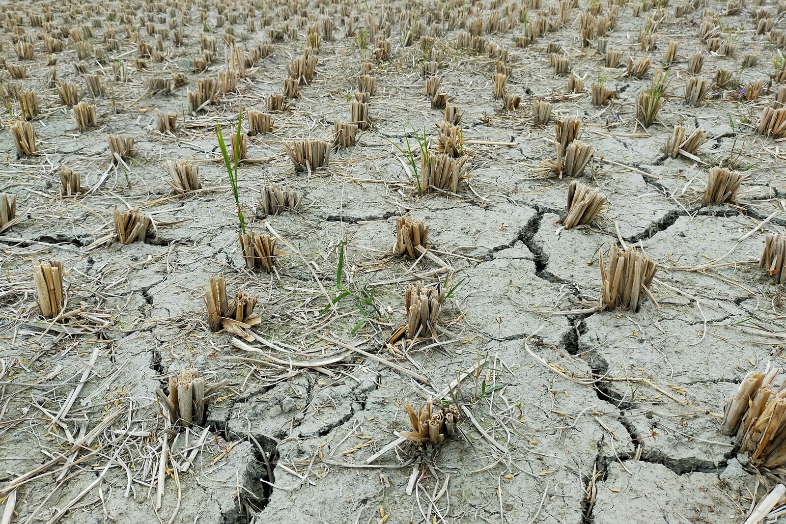 Cracked, dry farmland with withered crop stubble